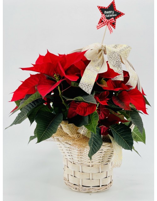 POINSETTIA CESTA