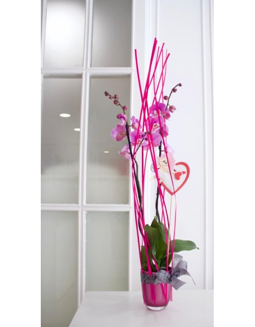 ORQUIDEA PHALANOPSIS CON MACETERO CRISTAL Y PIN CUPIDO