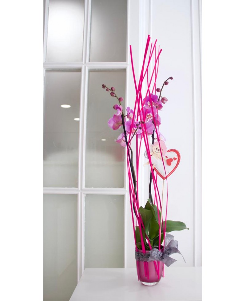 ORQUIDEA PHALANOPSIS CON MACETERO CRISTAL Y PIN CUPIDO