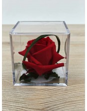ROSA PRESERVADA MELCHOR ROUGE