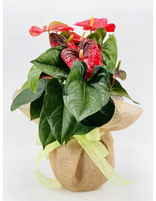 ANTHURIUM ROJO XL