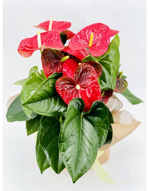 ANTHURIUM ROJO XL