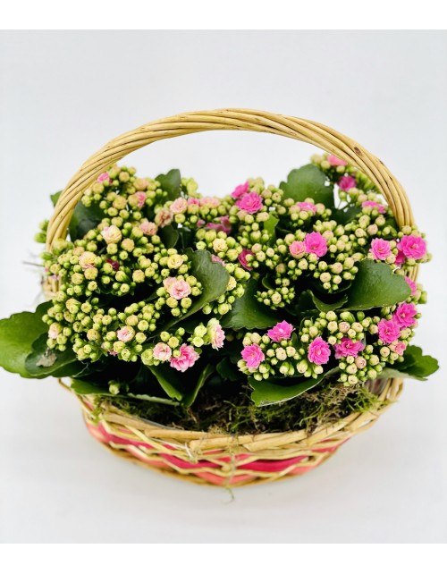 CESTA KALANCHOE