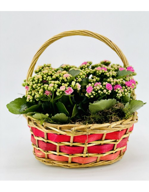 CESTA KALANCHOE