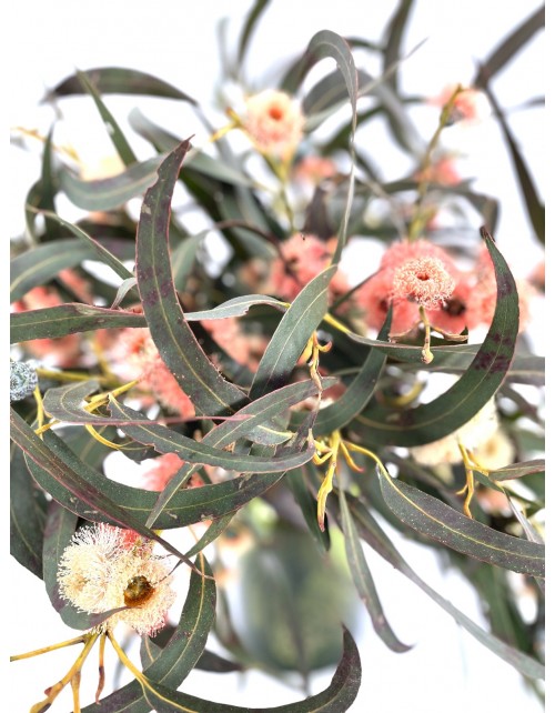 RAMO EUCALYPTUS FLOR