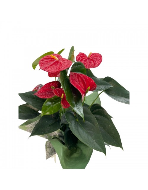 ANTHURIUM ROJO