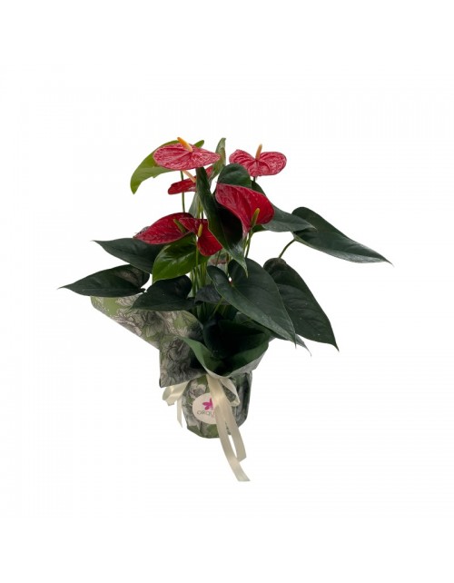 ANTHURIUM ROJO