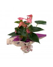 ANTHURIUM ROSA