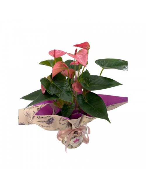 ANTHURIUM ROSA