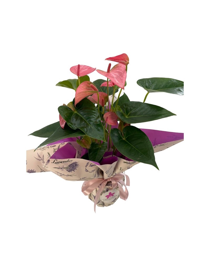 ANTHURIUM ROSA
