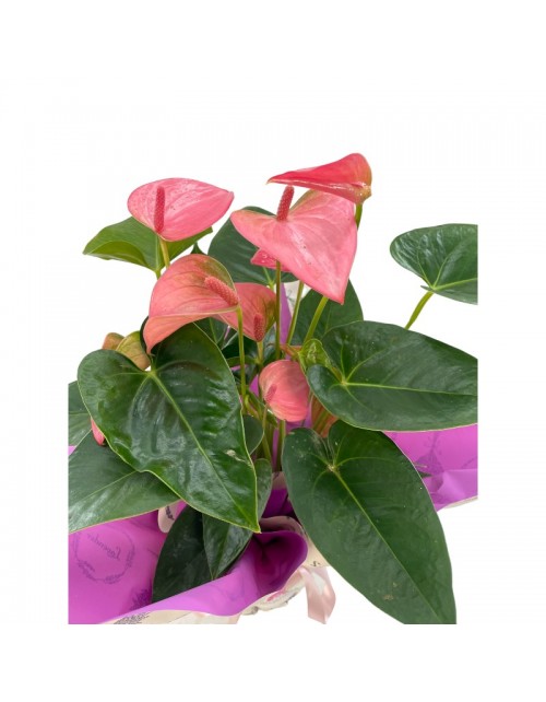 ANTHURIUM ROSA