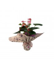 ANTHURIUM ROSA