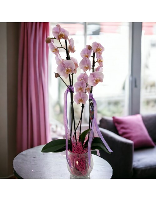 PLANTA ORQUIDEA 3 TALLOS