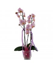 PLANTA ORQUIDEA 3 TALLOS