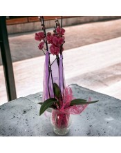 PLANTA ORQUIDEA 3 TALLOS