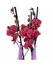 PLANTA ORQUIDEA 3 TALLOS