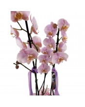 PLANTA ORQUIDEA 3 TALLOS