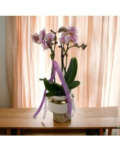 ORQUIDEA KOLIBRY COPA