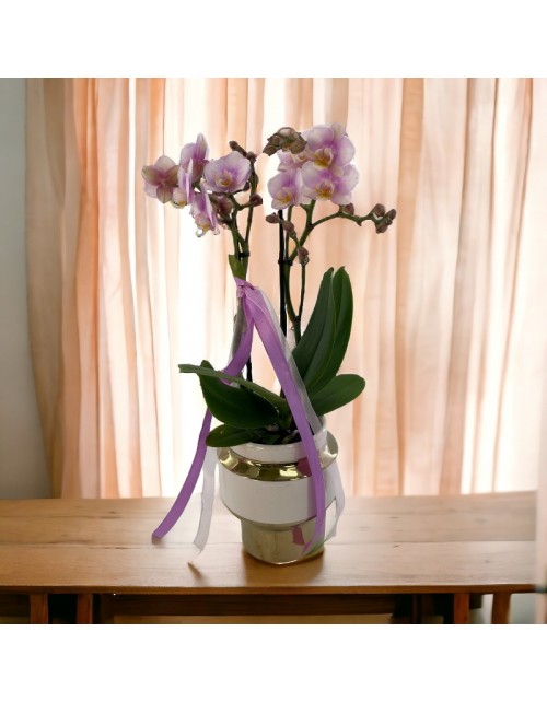ORQUIDEA KOLIBRY COPA