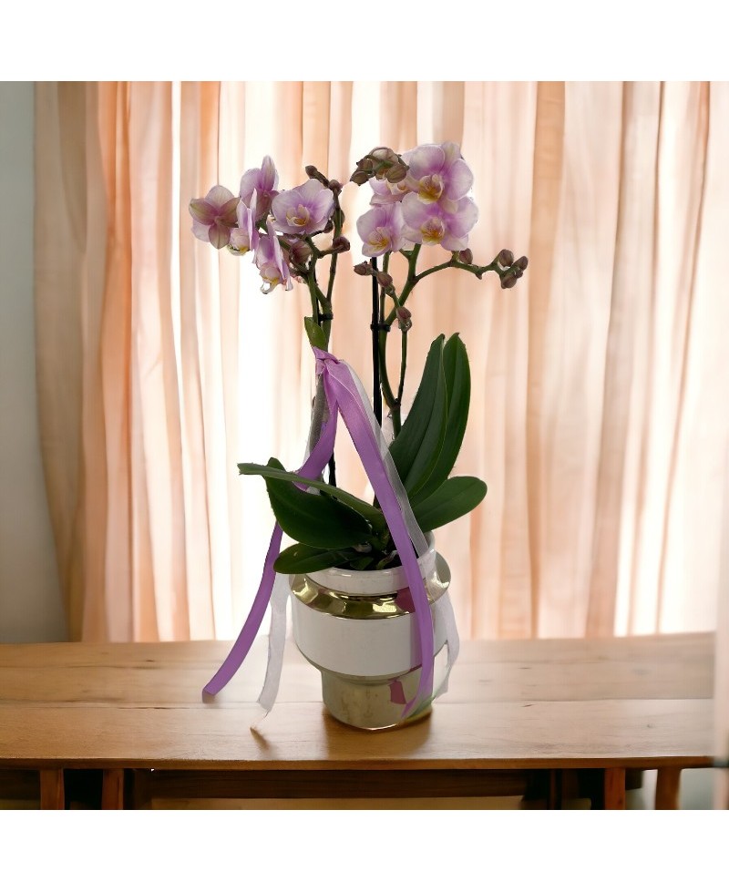 ORQUIDEA KOLIBRY COPA