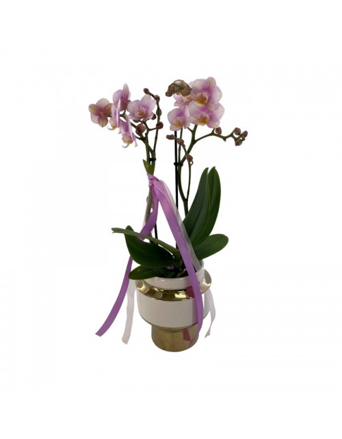 ORQUIDEA KOLIBRY COPA