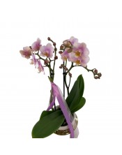ORQUIDEA KOLIBRY COPA