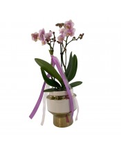 ORQUIDEA KOLIBRY COPA