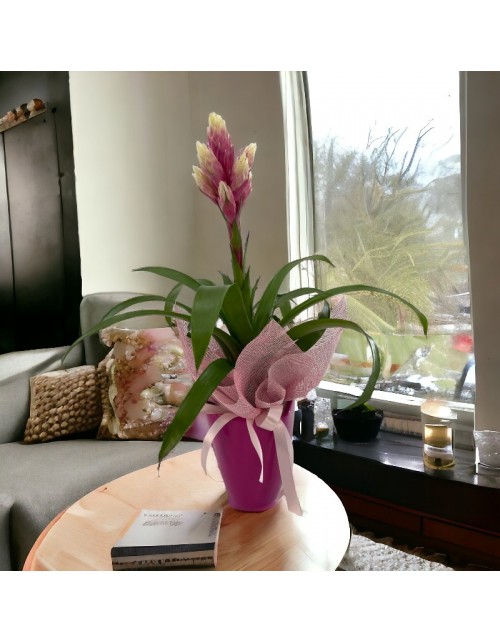 PLANTA GUZMANIA LUX