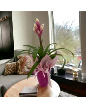 PLANTA GUZMANIA LUX