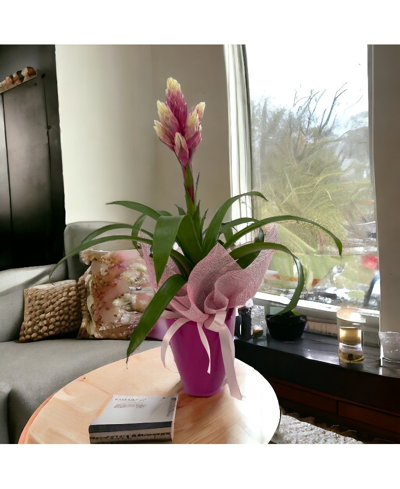 PLANTA GUZMANIA LUX