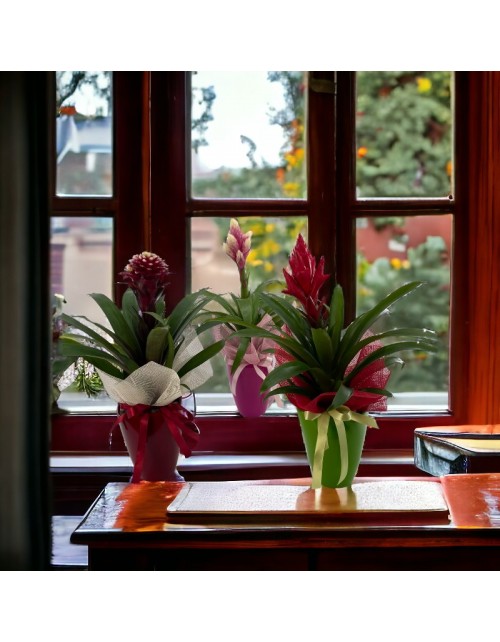 PLANTA GUZMANIA LUX