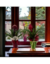 PLANTA GUZMANIA LUX