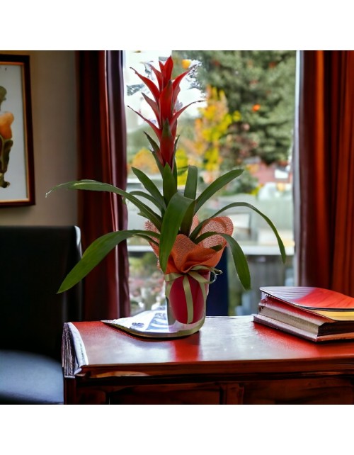 GUZMANIA ROJA