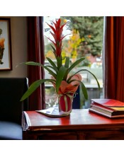 GUZMANIA ROJA