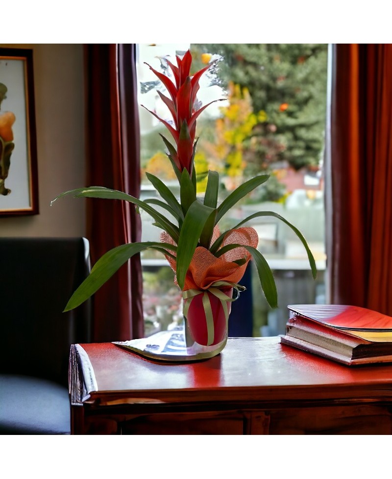 GUZMANIA ROJA