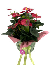 ANTHURIUM 