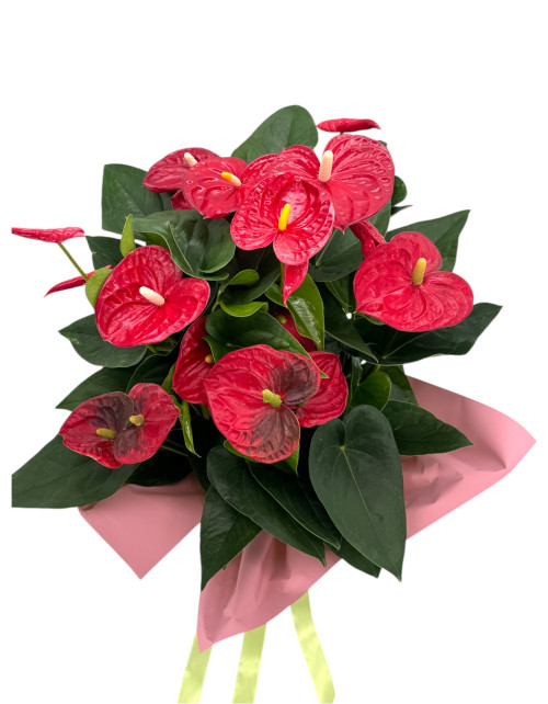 CENTRO ANTHURIUM