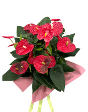ANTHURIUM 