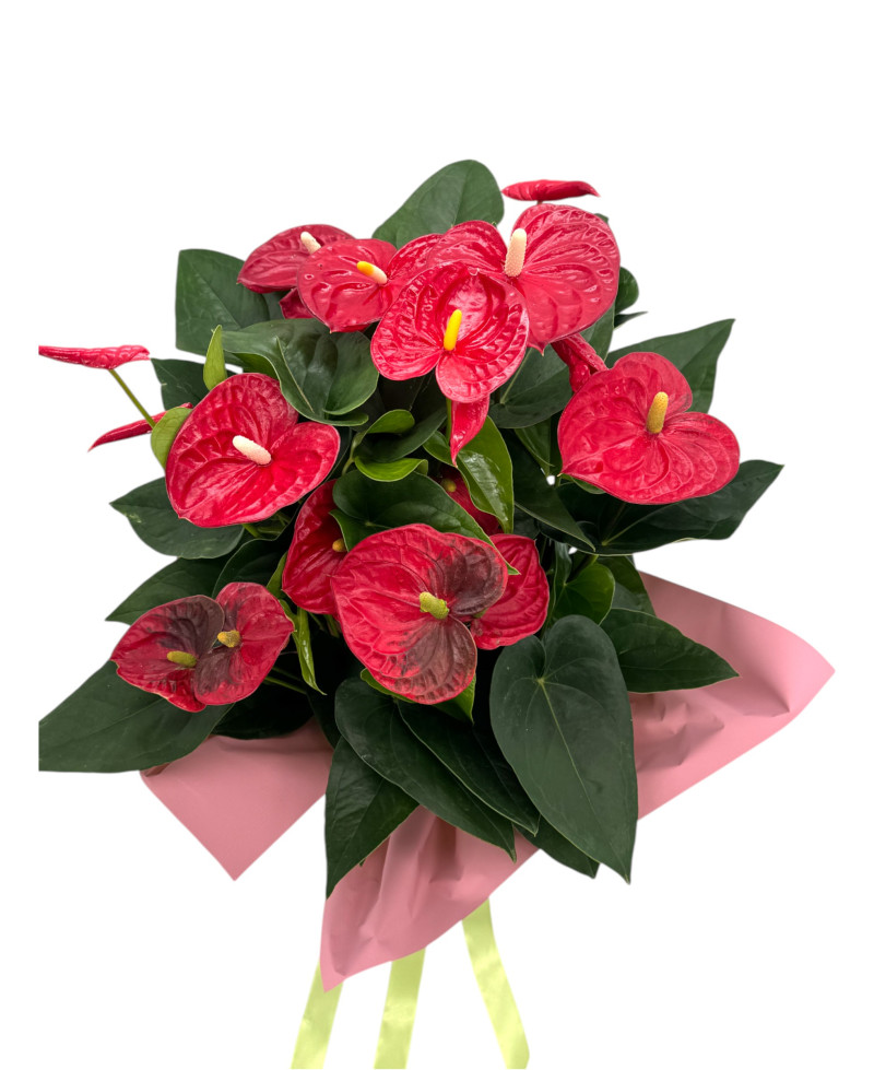 ANTHURIUM 