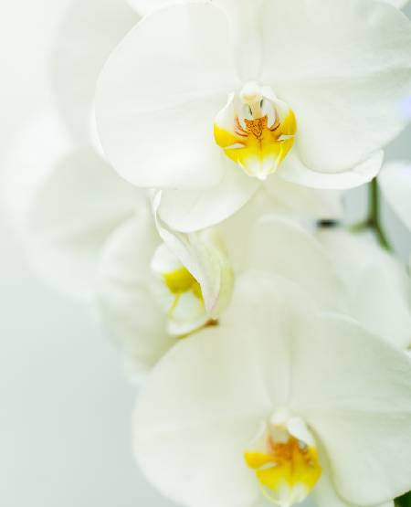 orquideas