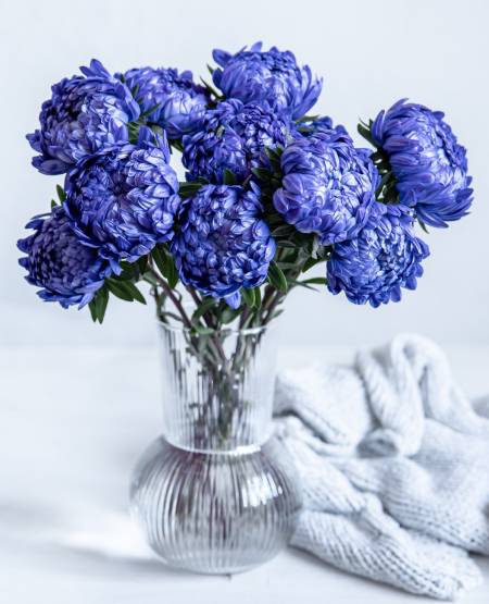 cestas-de-plantas-plantas-decorativas